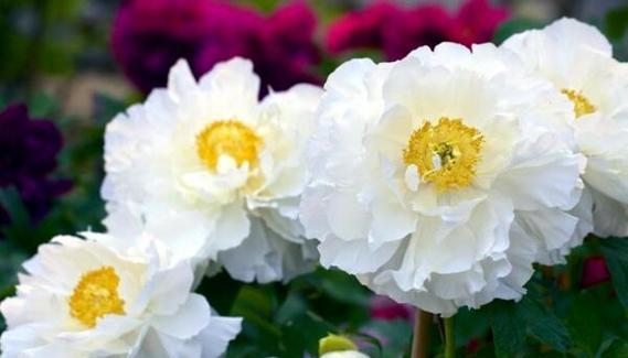 白牡丹的花语-纯洁与高贵（探索白牡丹花的寓意与象征）