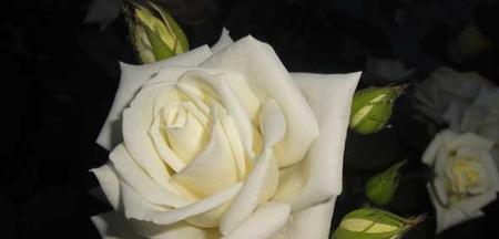 白色玫瑰的花语——纯洁与无暇的象征（探寻白色玫瑰背后的花语之美）