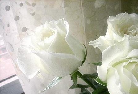 白色玫瑰的花语——纯洁与无暇的象征（探寻白色玫瑰背后的花语之美）