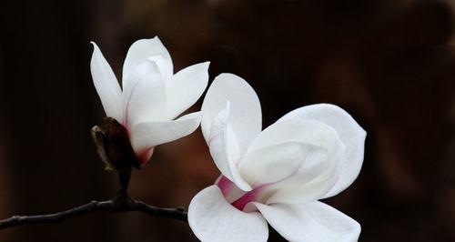 白玉兰之花语——致美丽与纯洁的象征（独领风骚的白玉兰）