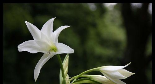 白百合花的寓意与象征（纯洁）