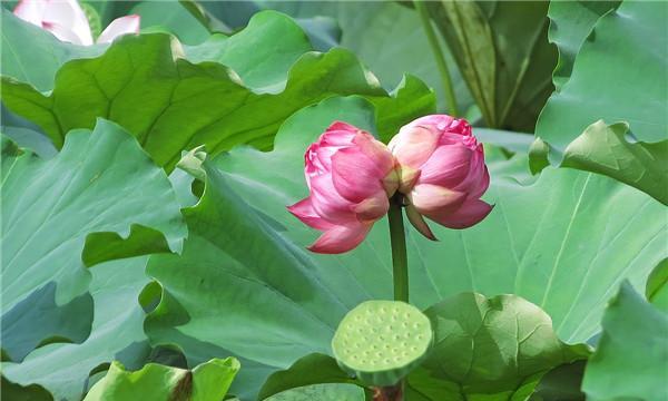 并蒂莲的花语（并蒂莲的花语意味着两颗心之间的连接与默契）