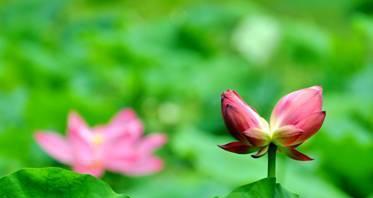 并蒂莲的花语（并蒂莲的花语意味着两颗心之间的连接与默契）