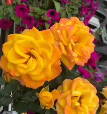 橙色月季花的象征意义及美丽之谜（橙色月季花的寓意与传说）