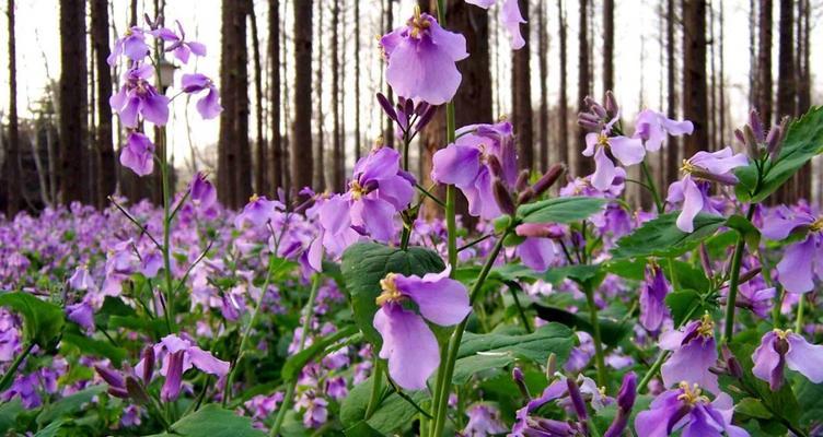 二月兰之美——花开如画，芬芳满园（二月兰的花语和寓意）