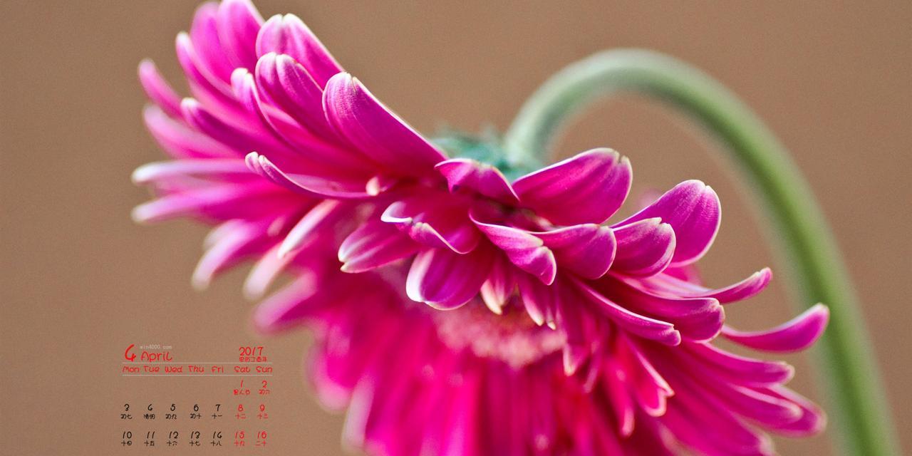 粉色扶郎花的花语与寓意（探索花海中的甜蜜与浪漫）