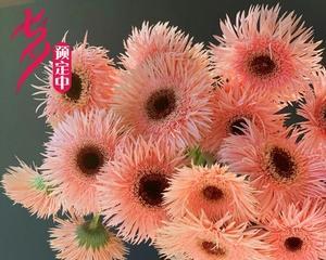 粉色扶郎花的花语与寓意（探索花海中的甜蜜与浪漫）