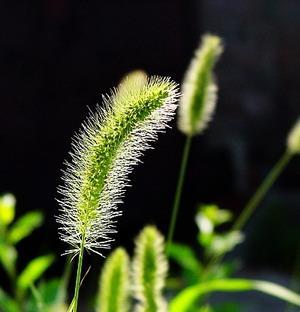 狗尾巴草花语之美——探索爱与忠诚（狗尾巴草花语的含义及其在人类生活中的体现）