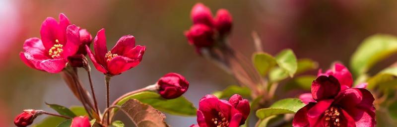 海棠花的花语与意义（揭秘海棠花的神秘花语）