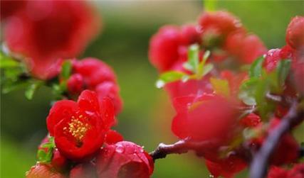 海棠花的花语与意义（揭秘海棠花的神秘花语）