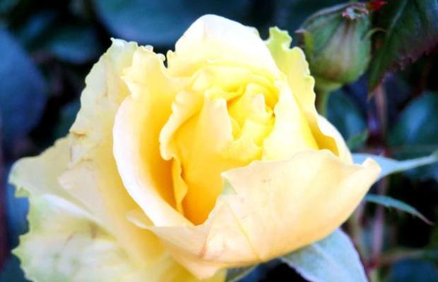 黄玫瑰的花语与意义（传达温暖和友谊的黄玫瑰）