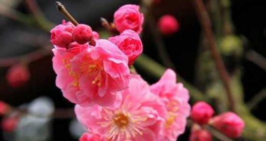 腊梅花的花语与象征（美丽而坚强的“暖冬之花”）