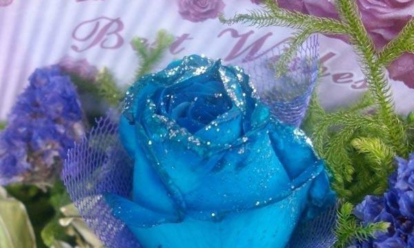 蓝色玫瑰的花语与含义（探索蓝色玫瑰的神秘之美）