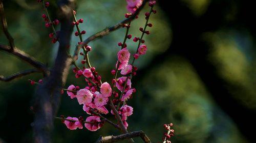 梅花的象征意义与文化内涵（探索梅花在中国文化中的独特意义）