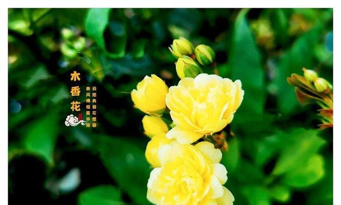 木香花语（探寻木香花语中的）