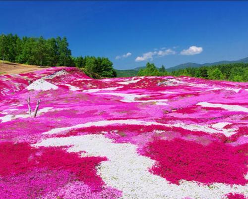 福禄考花语解读（解读福禄考花语的秘密）