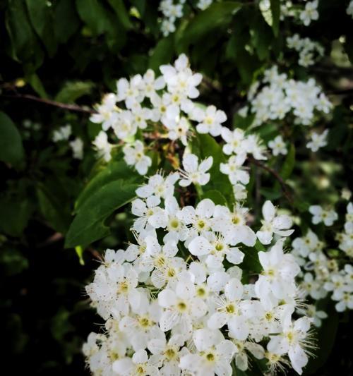 线叶绣线菊花语的深意（探寻线叶绣线菊花的神秘花语）