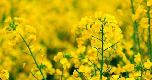 油菜花的花语与意义（揭秘油菜花的传达情感之道）