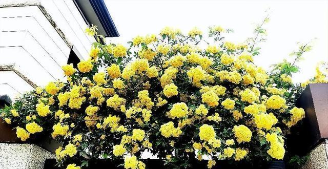 木香花怎么养（木香花的养殖方法讲解）