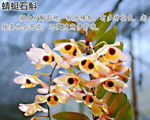 新手怎么养好石斛兰（养护石斛兰的技巧）