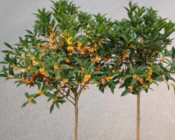 如何种植桂花盆栽（一步步教你养出美丽的桂花盆栽）