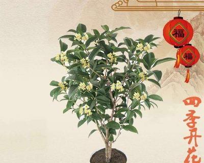 如何种植桂花盆栽（一步步教你养出美丽的桂花盆栽）