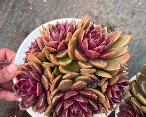玫瑰花怎么养殖（详解玫瑰花养护知识）