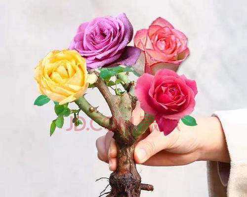 月季嫁接的时间（掌握关键时刻）