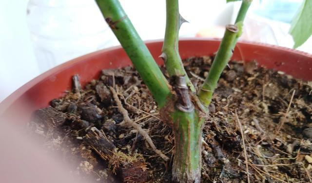 月季嫁接的时间（掌握关键时刻）