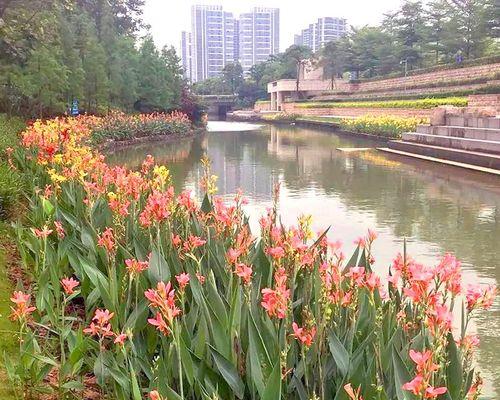 鸢尾种子怎么催芽（鸢尾种子催芽的正确方法）