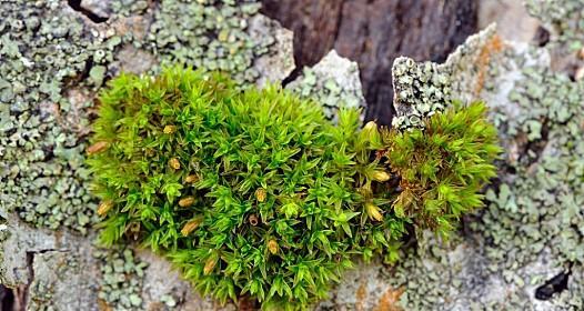 苔藓怎么施肥更绿（苔藓对肥料的需求）