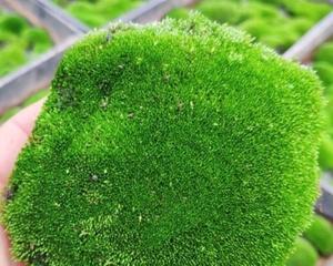 苔藓怎么施肥更绿（苔藓对肥料的需求）