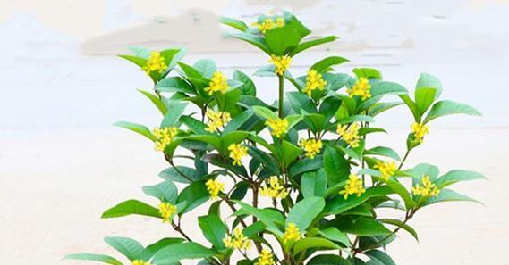 桂花养殖技术（桂花养殖技术大全）