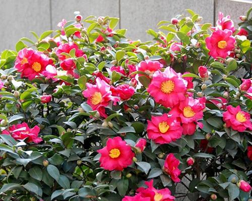 茶梅什么时候开花（观赏茶梅花期简介）