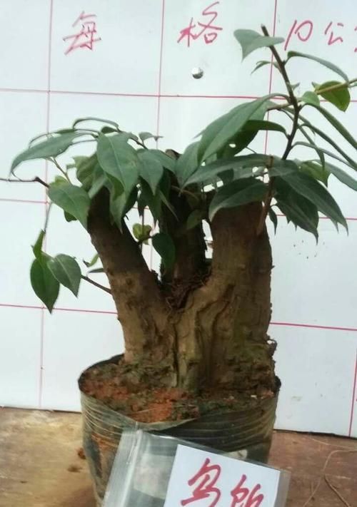 乌饭树盆景怎么栽培（盆栽乌饭树的栽培技术）