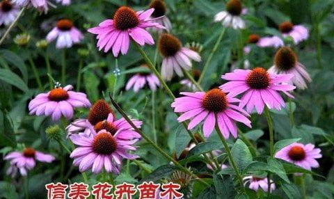 松果菊几月份播种（松果菊的种植方法和时间）