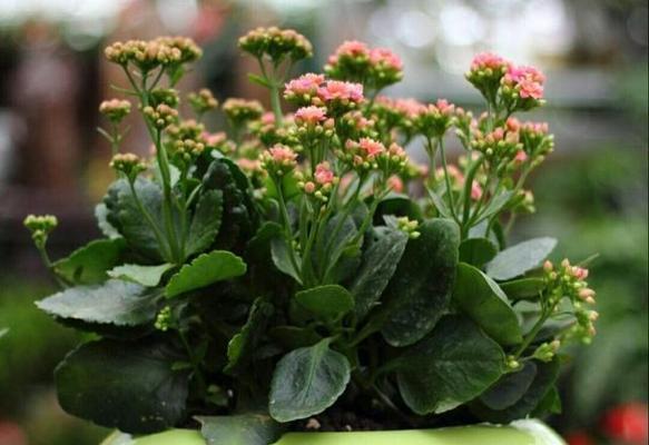 什么花一年四季开花又好养（适合家庭盆栽的花卉推荐）