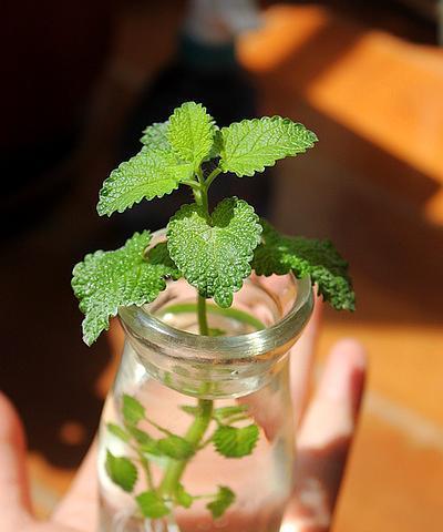薄荷怎么养水培（薄荷水培方法和注意事项）