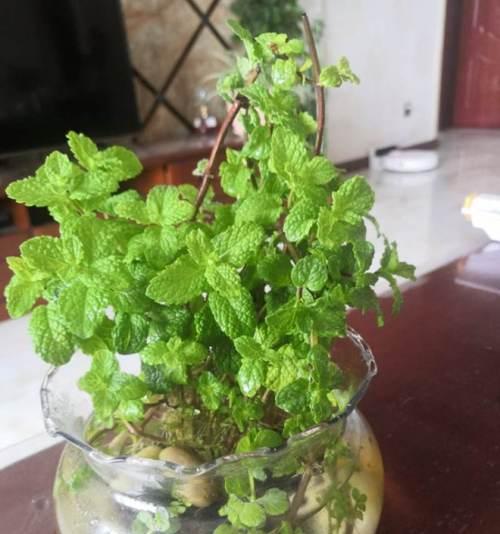 薄荷怎么养水培（薄荷水培方法和注意事项）
