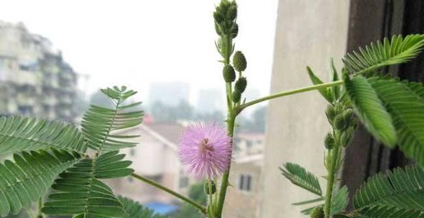 含羞草怎么养要浇多少水（含羞草的正确养法）