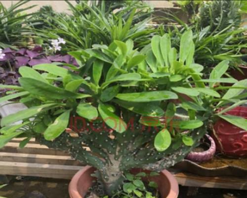 麒麟掌花怎样养（麒麟掌的栽培与管理）