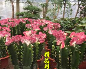 麒麟掌花怎样养（麒麟掌的栽培与管理）