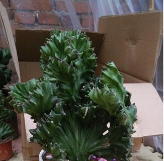 麒麟掌花怎样养（麒麟掌的栽培与管理）