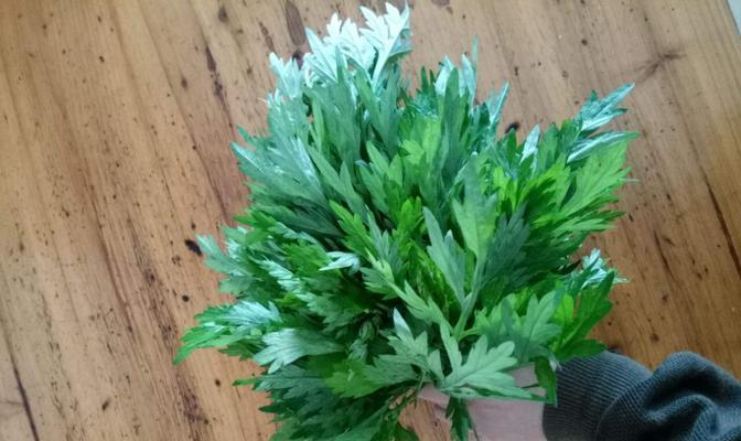 艾草种植前景如何（艾草种植的条件与技术）