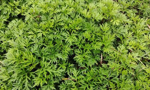 艾草种植前景如何（艾草种植的条件与技术）