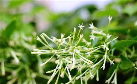 夜来香花期是几月份（有关夜来香的开花时间）