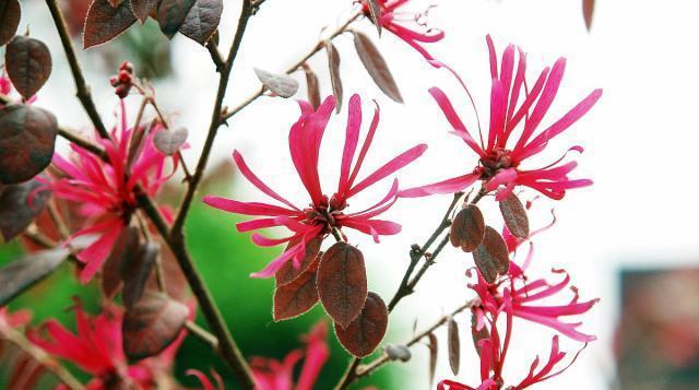 红花继木怎么繁殖才好（红花继木扦插时间和方法）