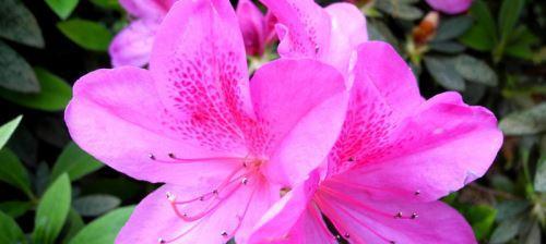 杜鹃花怎样养护管理（杜鹃花养殖方法与技巧）