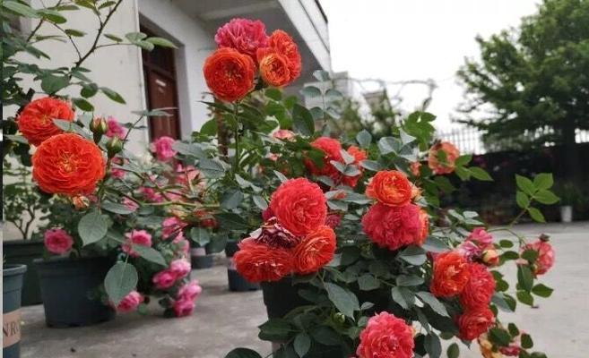 月季花怎么插活（养月季的注意事项）