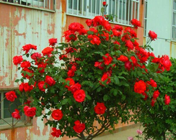 月季花怎么插活（养月季的注意事项）